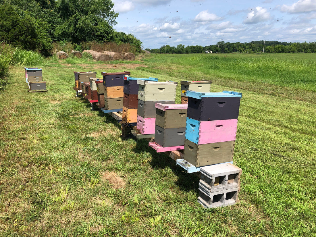 Our Blog: Stories From the Hive